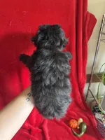Caleb , a male Miniature Schnauzer for sale in Lewisburg, WV – 8 of 10