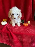 Cameron, a male Poodle - Toy  for sale in Lewisburg, WV – 9 of 10