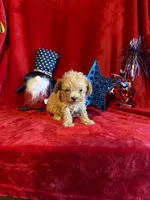 Lyla, a female Poodle - Toy  for sale in Lewisburg, WV – 8 of 10