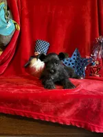 Mia, a female Miniature Schnauzer for sale in Lewisburg, WV – 2 of 10