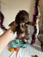 Carly, a female Aussiedoodle for sale in Lewisburg, WV – 9 of 10