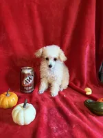 Anne, a female Poodle - Toy  for sale in Lewisburg, WV – 2 of 10