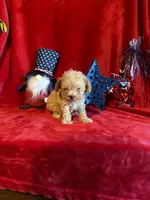 Lyla, a female Poodle - Toy  for sale in Lewisburg, WV – 3 of 10