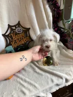 Kaley, a female Miniature Schnauzer for sale in Lewisburg, WV – 1 of 10