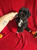 Caleb , a male Miniature Schnauzer for sale in Lewisburg, WV – 9 of 10