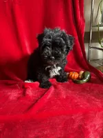 Caleb , a male Miniature Schnauzer for sale in Lewisburg, WV – 7 of 10
