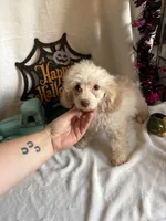 Cameron, a male Poodle - Toy  for sale in Lewisburg, WV – 2 of 10