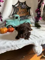 Carter, a male Aussiedoodle for sale in Lewisburg, WV – 2 of 10
