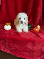 Danny, a male Poodle - Toy  for sale in Lewisburg, WV – 5 of 10