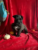 Colt, a male Miniature Schnauzer for sale in Lewisburg, WV – 8 of 10