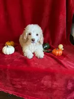 Danny, a male Poodle - Toy  for sale in Lewisburg, WV – 4 of 10