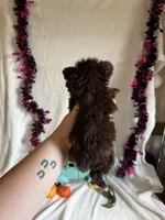 Kimber, a female Aussiedoodle for sale in Lewisburg, WV – 4 of 10
