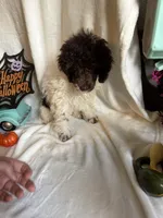 Belle, a female Poodle - Toy  for sale in Lewisburg, WV – 5 of 10