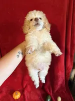 Danny, a male Poodle - Toy  for sale in Lewisburg, WV – 10 of 10