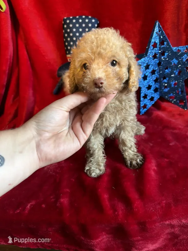 Leo, a male Poodle - Toy  for sale in Lewisburg, WV – 1 of 9