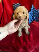 Leo, a male Poodle - Toy  for sale in Lewisburg, WV – 1 of 9