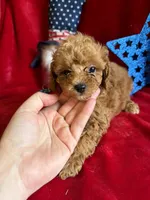 Madison, a female Poodle - Toy  for sale in Lewisburg, WV – 2 of 10