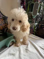 Danny, a male Poodle - Toy  for sale in Lewisburg, WV – 6 of 10