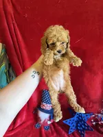 Madison, a female Poodle - Toy  for sale in Lewisburg, WV – 10 of 10
