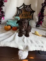Kayla, a female Aussiedoodle for sale in Lewisburg, WV – 5 of 10