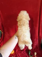 Cameron, a male Poodle - Toy  for sale in Lewisburg, WV – 10 of 10