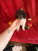 Belle, a female Poodle - Toy  for sale in Lewisburg, WV – 2 of 10