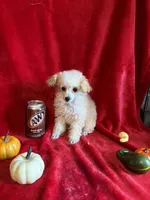 Anne, a female Poodle - Toy  for sale in Lewisburg, WV – 8 of 10