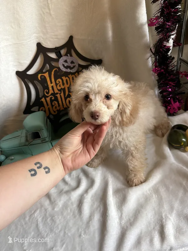Cameron – Poodle - Toy  puppy for sale in Lewisburg, WV