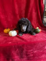 Bill, a male Poodle - Toy  for sale in Lewisburg, WV – 4 of 10