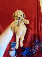 Lyla, a female Poodle - Toy  for sale in Lewisburg, WV – 6 of 10