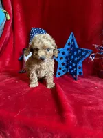 Mae, a female Poodle - Toy  for sale in Lewisburg, WV – 3 of 10