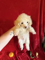 Cameron, a male Poodle - Toy  for sale in Lewisburg, WV – 8 of 10