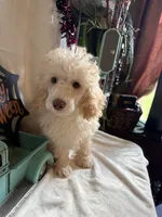 Danny, a male Poodle - Toy  for sale in Lewisburg, WV – 2 of 10