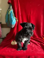 Colt, a male Miniature Schnauzer for sale in Lewisburg, WV – 2 of 10