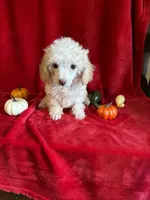 Cameron, a male Poodle - Toy  for sale in Lewisburg, WV – 4 of 10