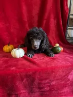 Bill, a male Poodle - Toy  for sale in Lewisburg, WV – 7 of 10