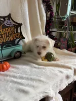 Kaley, a female Miniature Schnauzer for sale in Lewisburg, WV – 6 of 10