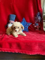 Lyla, a female Poodle - Toy  for sale in Lewisburg, WV – 5 of 10