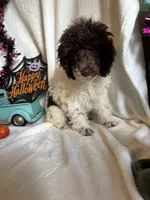 Belle, a female Poodle - Toy  for sale in Lewisburg, WV – 7 of 10