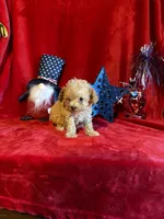 Lyla, a female Poodle - Toy  for sale in Lewisburg, WV – 10 of 10
