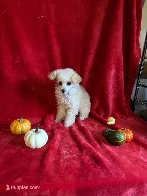 Anne – Poodle - Toy  puppy for sale in Lewisburg, WV