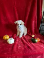 Anne, a female Poodle - Toy  for sale in Lewisburg, WV – 1 of 10