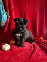 Colt, a male Miniature Schnauzer for sale in Lewisburg, WV – 10 of 10