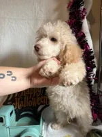 Danny, a male Poodle - Toy  for sale in Lewisburg, WV – 10 of 10