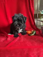 Caleb , a male Miniature Schnauzer for sale in Lewisburg, WV – 10 of 10