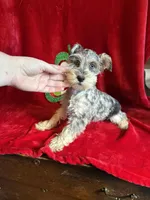 Lilly, a female Miniature Schnauzer for sale in Lewisburg, WV – Photo 5 of 10