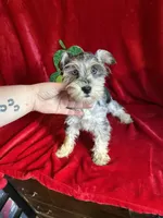 Lilly, a female Miniature Schnauzer for sale in Lewisburg, WV – Photo 1 of 10