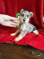 Lilly, a female Miniature Schnauzer for sale in Lewisburg, WV – Photo 6 of 10