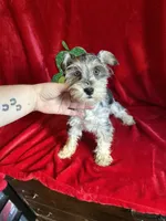 Lilly, a female Miniature Schnauzer for sale in Lewisburg, WV – Photo 2 of 10