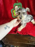 Lilly, a female Miniature Schnauzer for sale in Lewisburg, WV – Photo 9 of 10